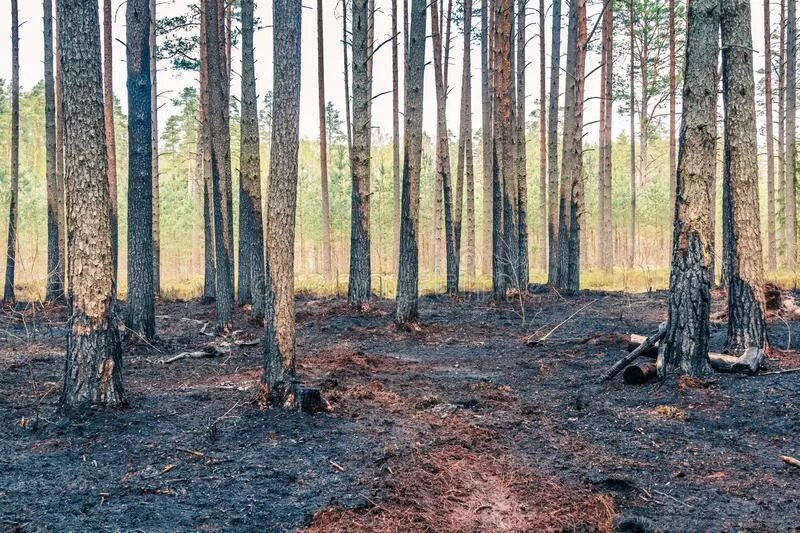 Сосны гибнут. Сосновый лес после пожара. Сосны после пожара. Лес после пожара сосны. Сгоревший Сосновый лес.