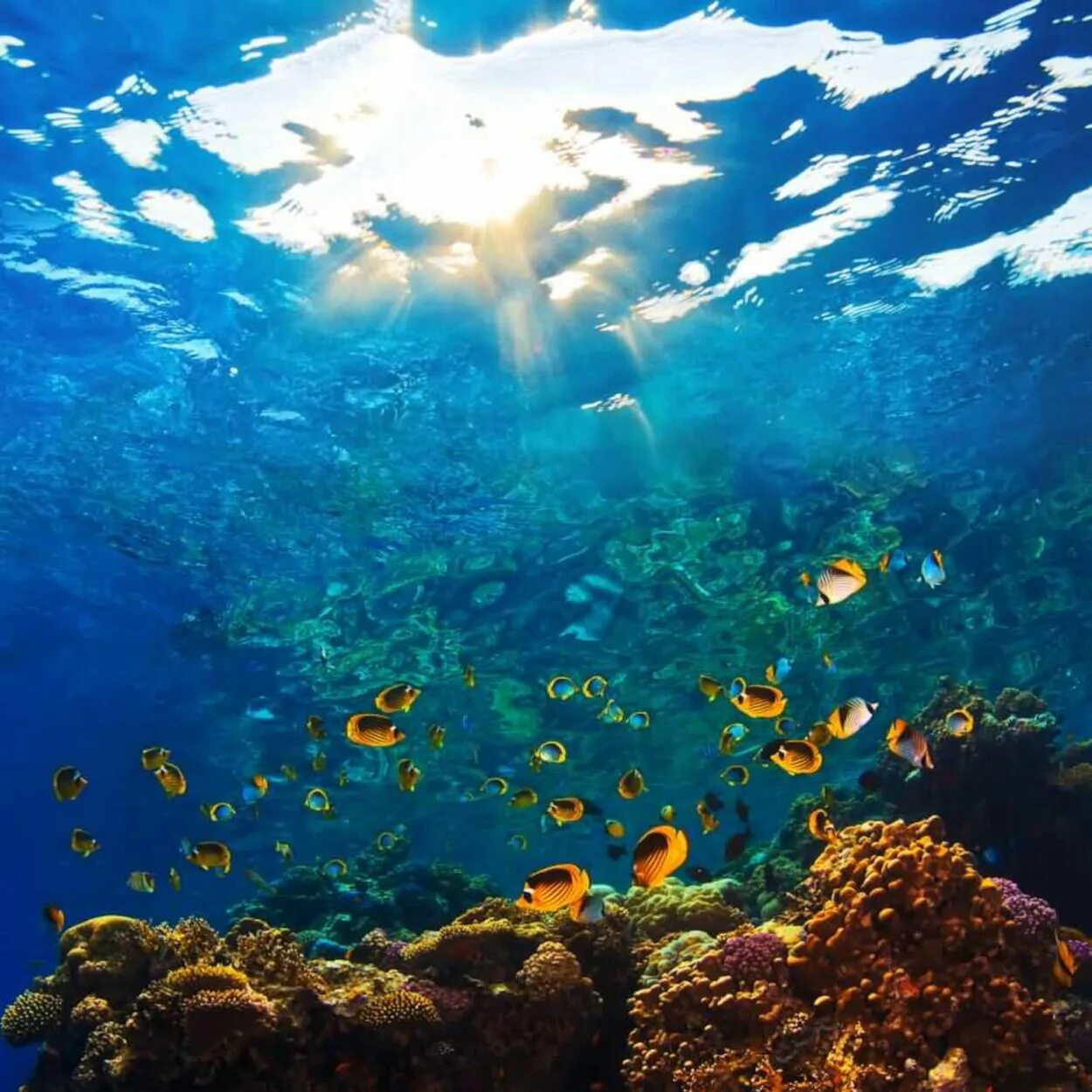3 внутренних океана. Рифы в океане. Море под водой. Подводные пейзажи. Дно океана.