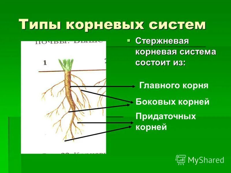 Стержневая корневая система состоит из