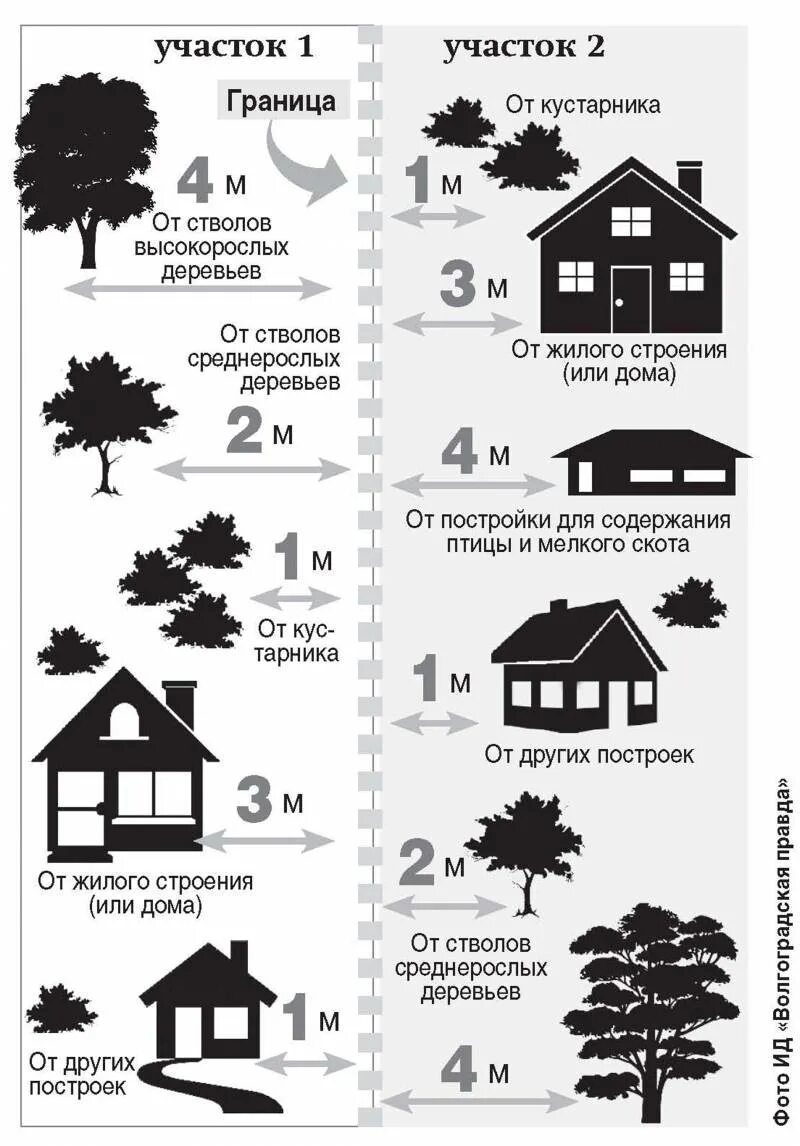 Расстояния плодовых деревьев на участке