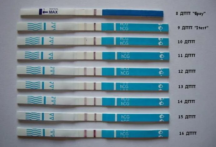 На 6 день покажет тест беременности. Тест на беременность. Тесты на беременность по дням. Когда тест покажет беременность. Тест на беременность после.