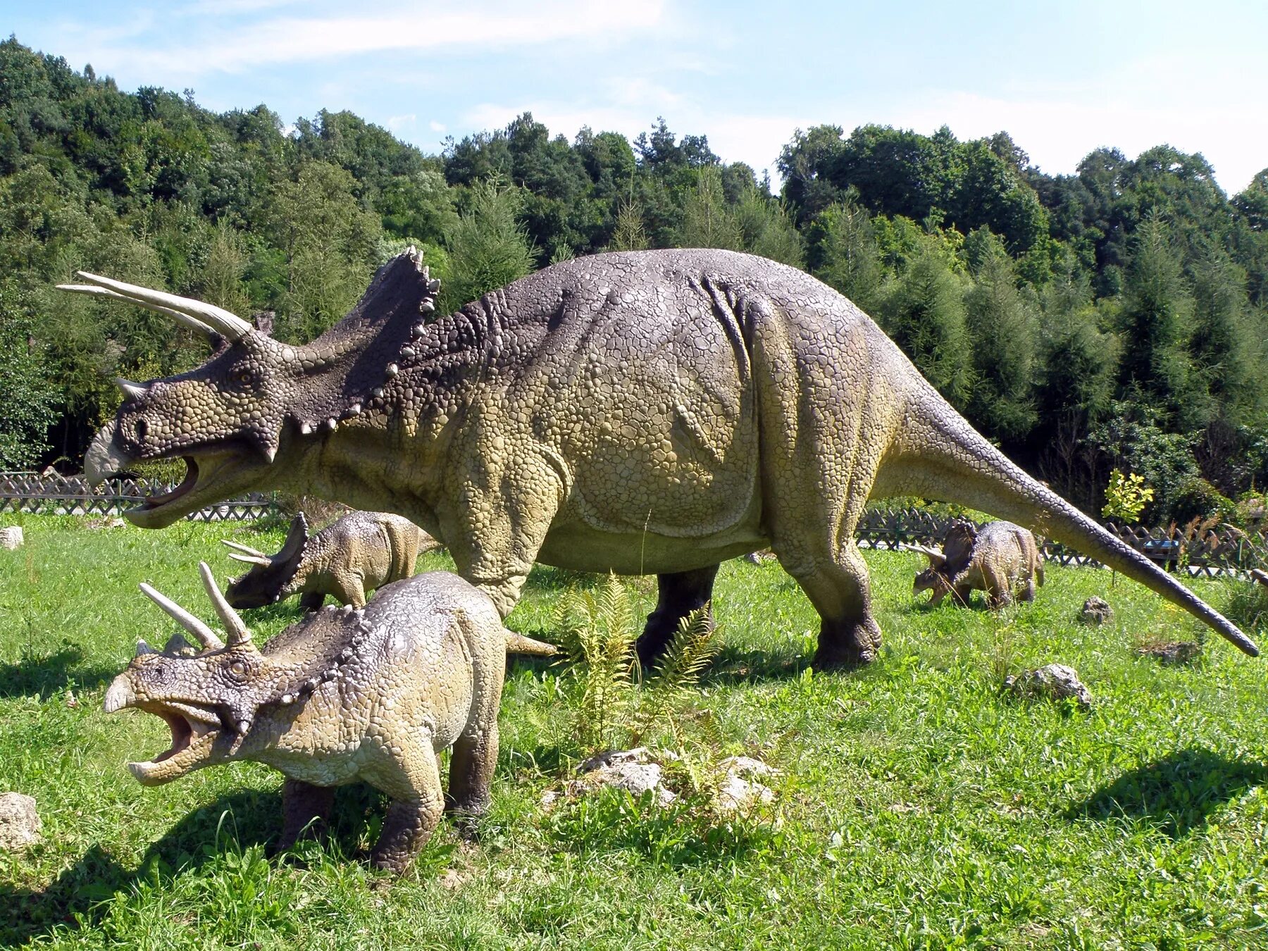 Про трицератопса. Динозавр Трицератопс. Травоядные динозавры Трицератопс. Трицератопс Эра. Отрацираптор динозавр.