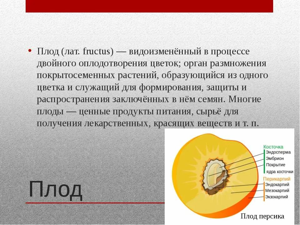 Цветок плод семя органы служащие для. Видоизменения плода. Плод орган размножения.