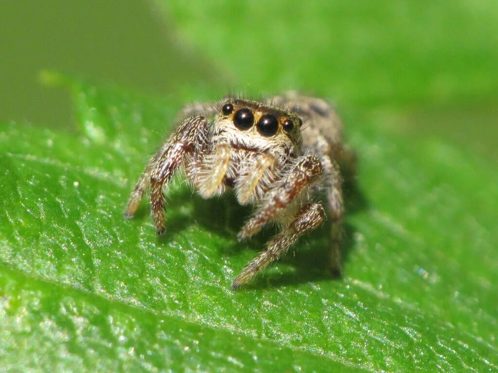 Паук с шипами. Скакунчик тарантул. Морда паука. Маленький паук. Маленький паук.