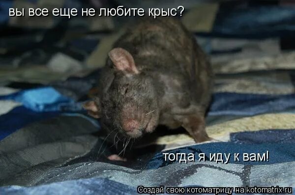 крысы не любят запах. растения от мышей и крыс. крысы не любят запах. растения от мышей. обожаю крыс.