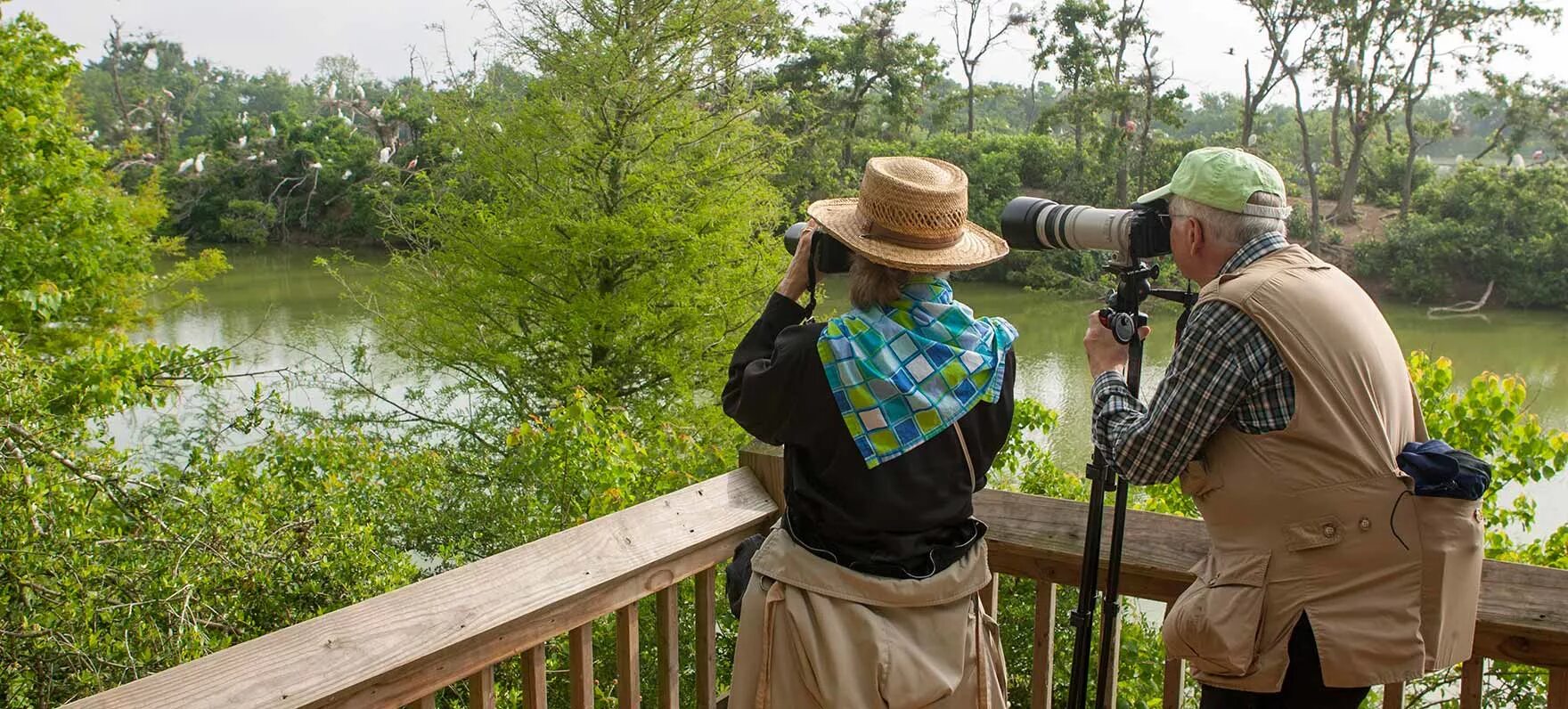 Bird watcher