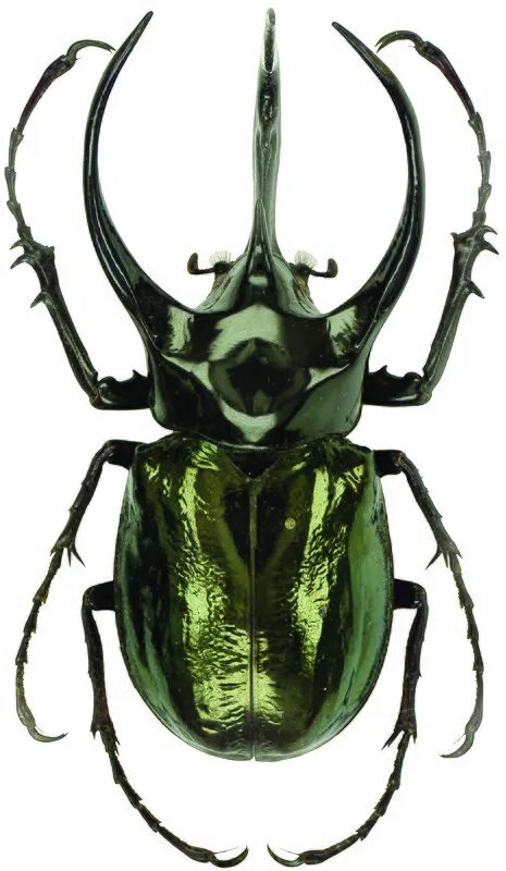 Chalcosoma atlas The Spider Shop