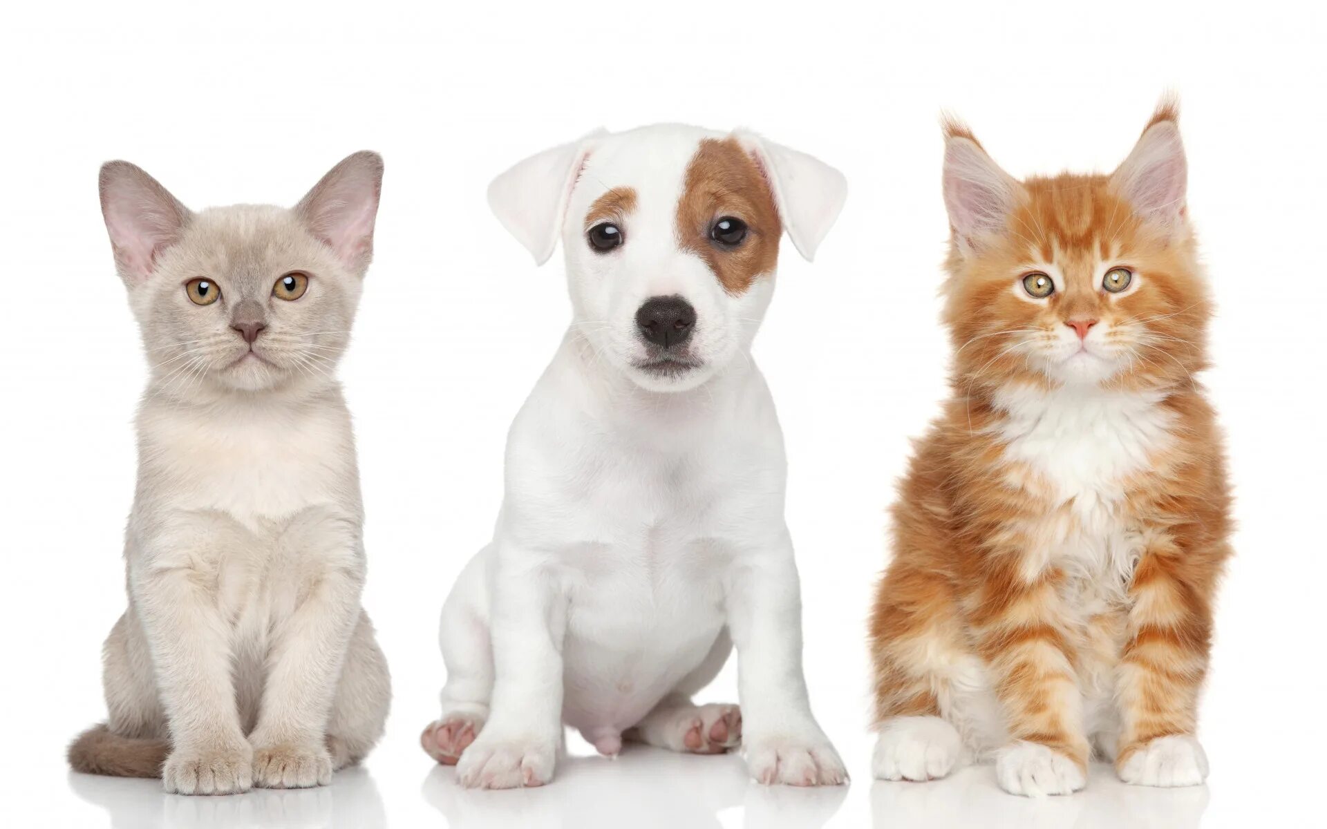 Домашние животные породы кошек. Мейн кун и Джек Рассел. Собачки и кошечки. Породистые кошки и собаки. Домашние животные кошки и собаки.