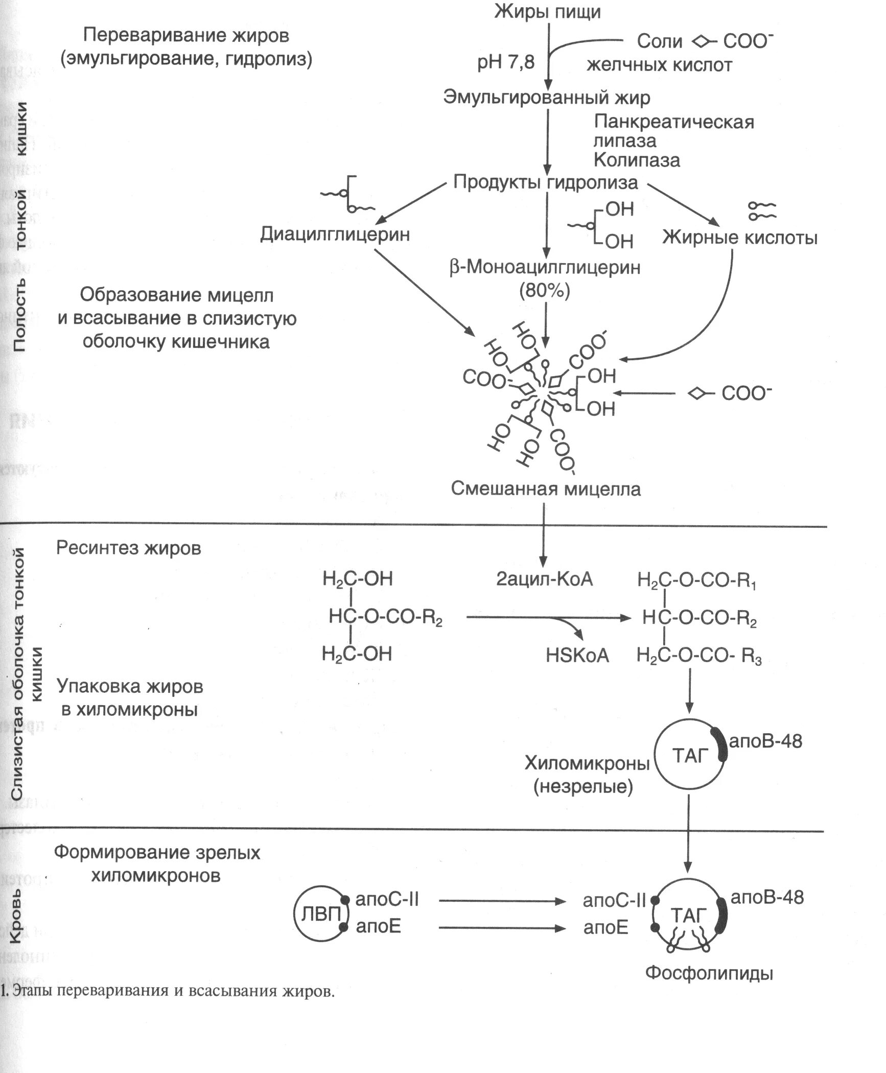 Ферменты эмульгирующий жиры. Всасывание жиров схема. Этапы переваривания и всасывания жиров. Схема переваривания жиров биохимия. Эмульгирование жиров и всасывание липидов.