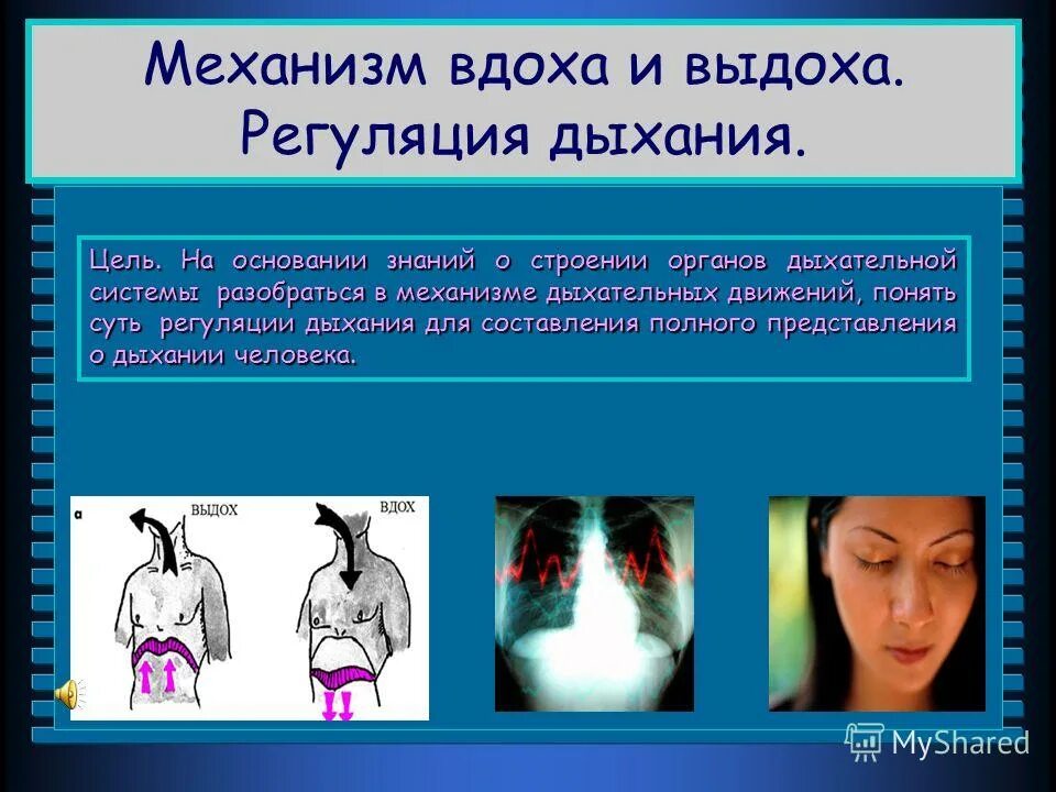 нервная регуляция дыхания. регуляция дыхания. регуляция дыхания вдох выдох. схема работы нейронов дыхательного центра. акт вдоха и выдоха схема.