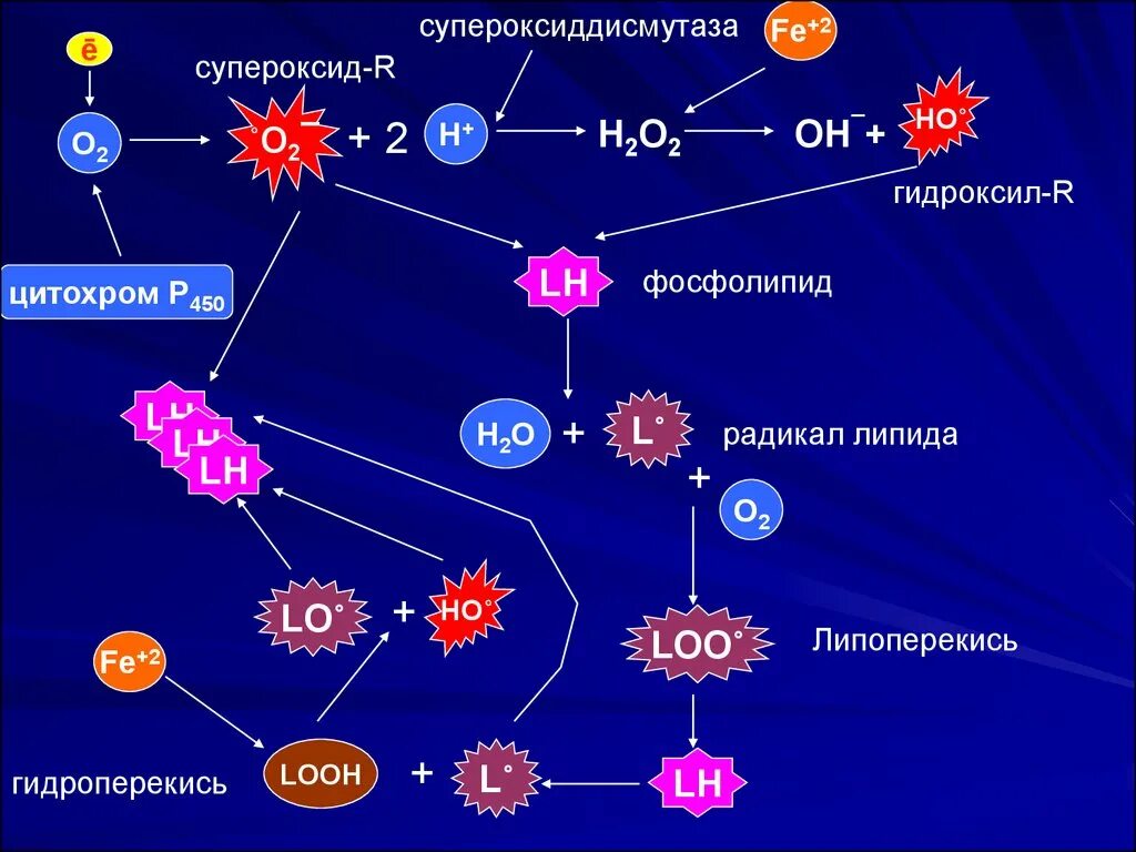 Супероксидный радикал