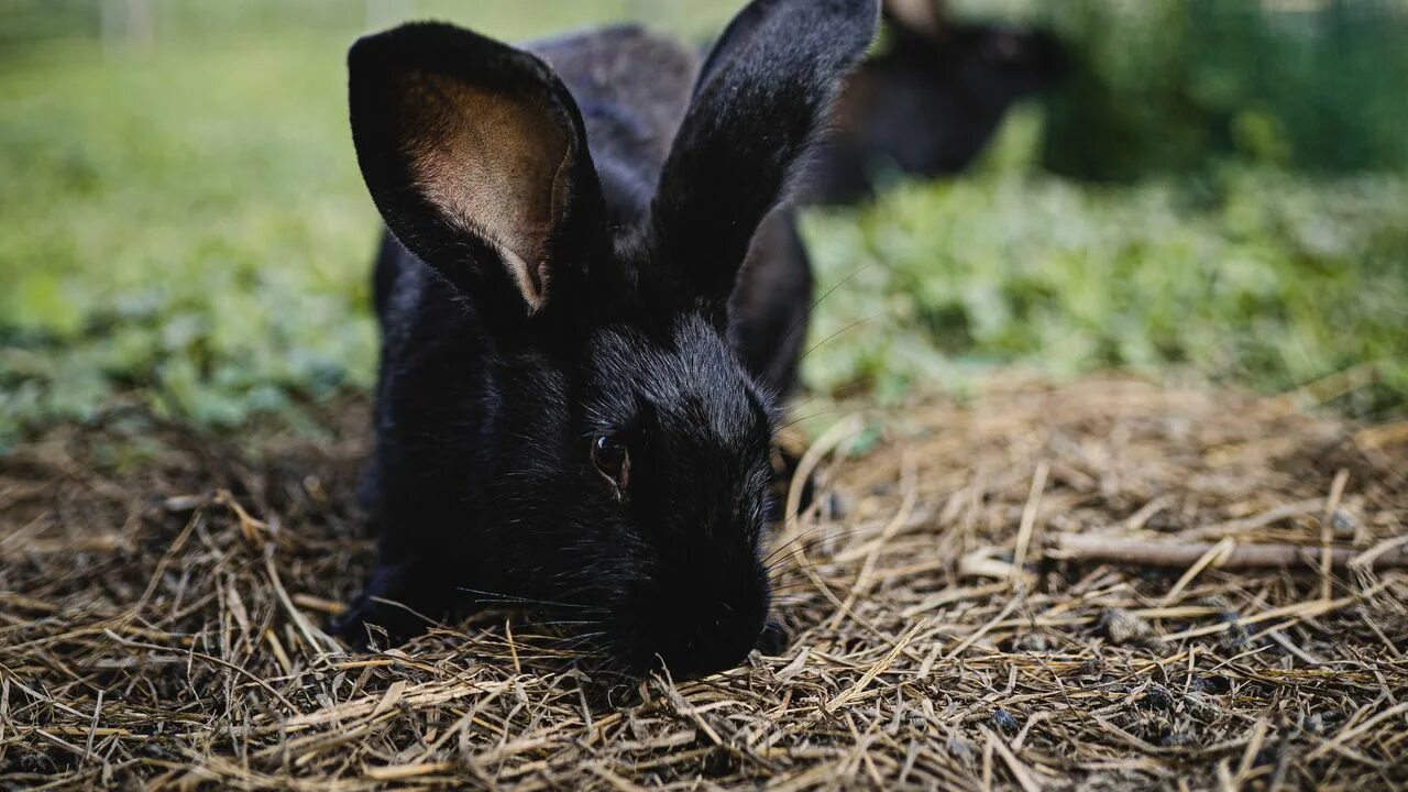 Черный кролик на английском. Кролик. Черный кролик. Черный крольчонок маленький. Кролик обои.