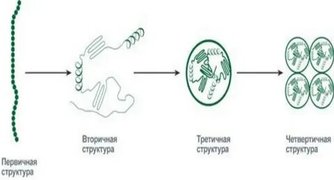 Вторичный уровень белков