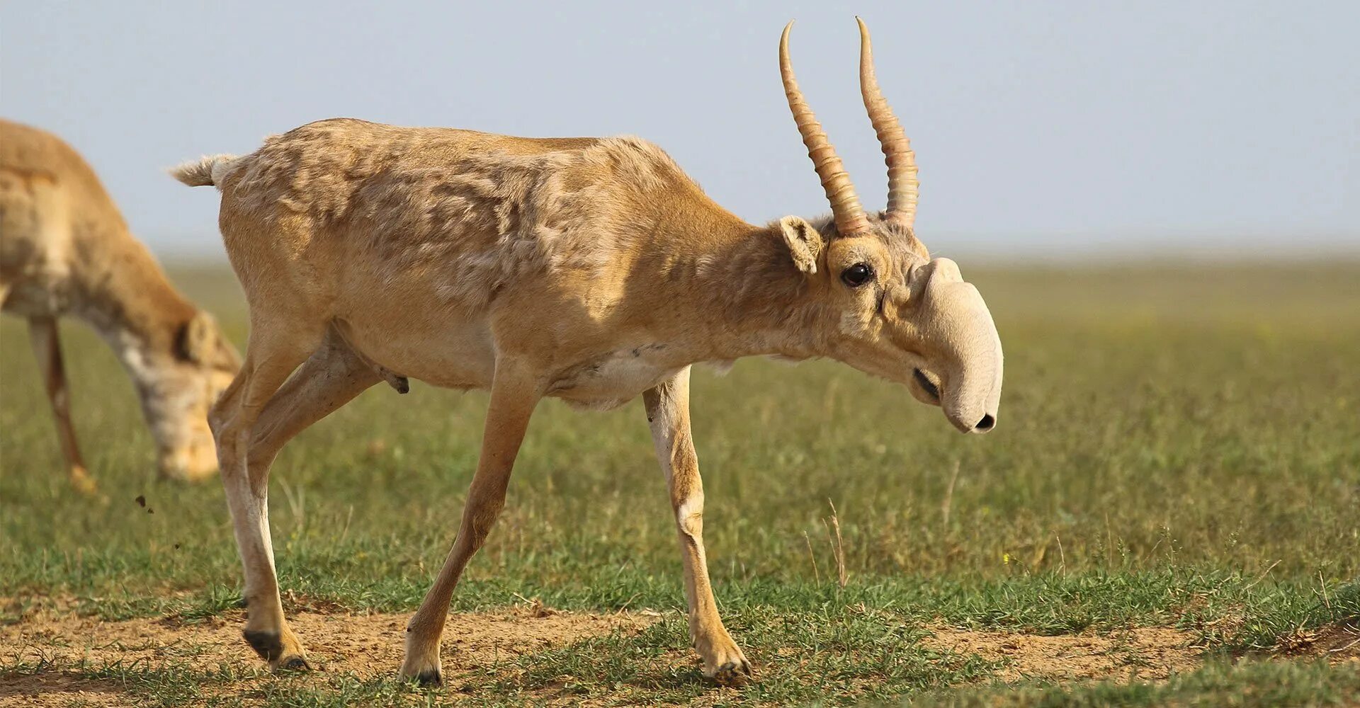 Животные степи сайгак. Степная антилопа Сайгак. Сайга (Сайгак). Сайга антилопа. Сайгак в полупустыне.