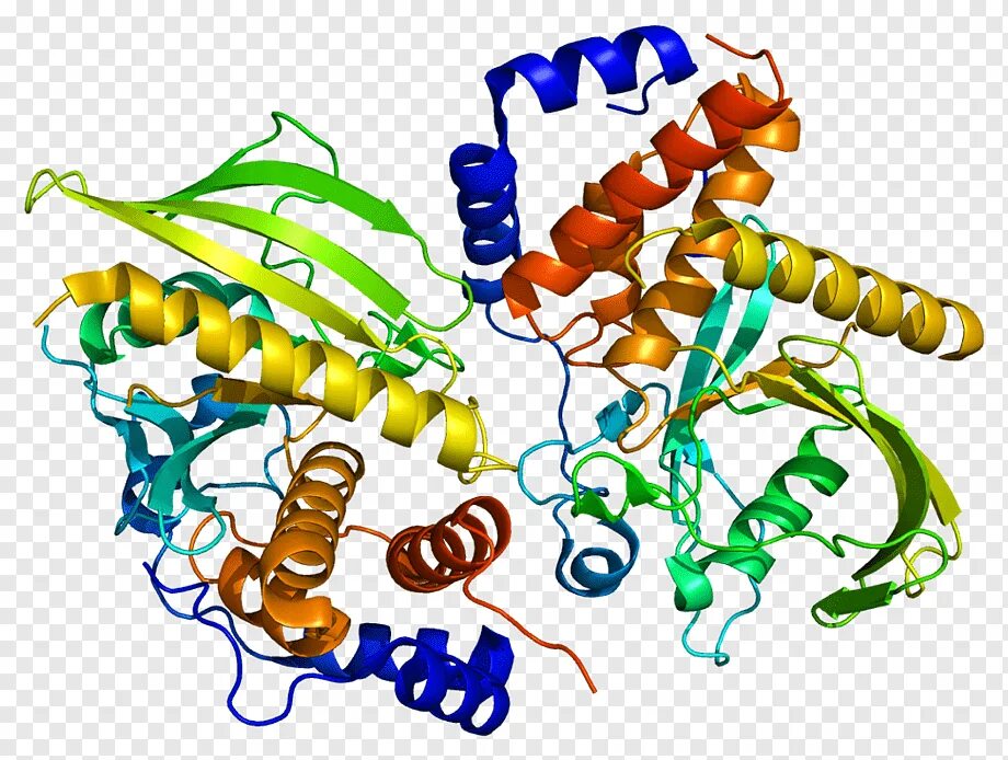 Ген белок фермент. Нерецепторная тирозинкиназа. Протеин- тирозинкиназы. Ген на прозрачном фоне.