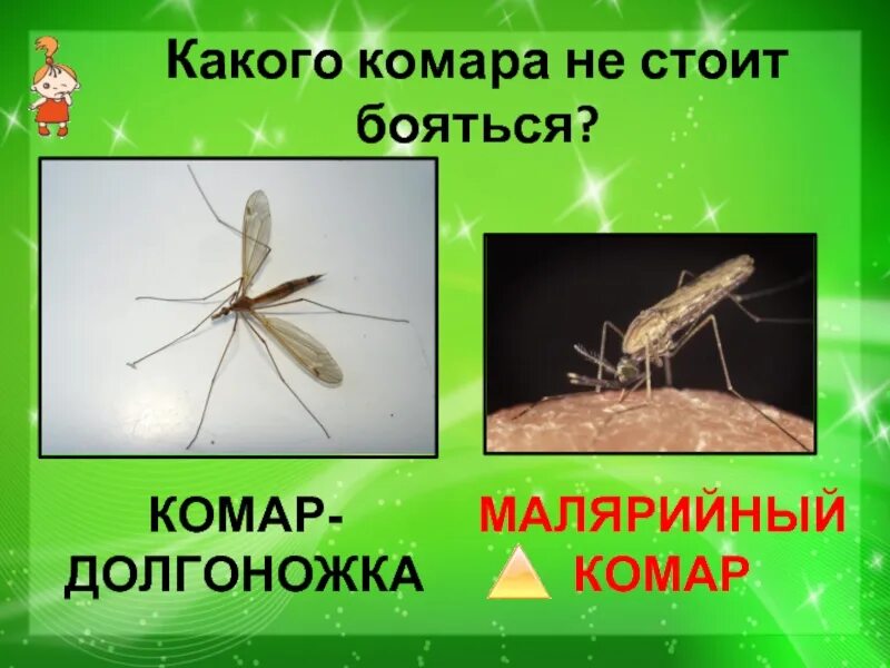 Комар долгоножка чем опасен. Комар долгоножка чем опасен. Долгоножка болотная (tipula paludosa meig. Укус комара долгоножки. Долгоножка самец.