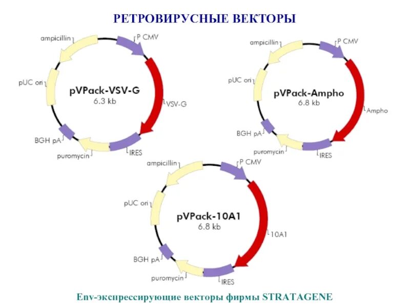 Векторы плазмиды. Ретровируснве вектора. Строение ретровирусного вектора. Ретровирусные векторные системы. Ретровирусные векторы генной инженерии.