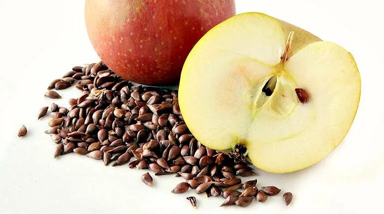 Семечки яблок польза. Яблочные косточки. Яблочные семечки. Витамины в семенах яблока. Что содержится в косточках яблок.