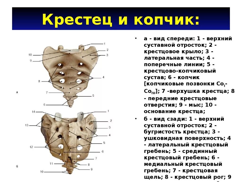 Строение крестца и копчика. Строение позвонков крестца копчика. Анатомия крестцово копчикового отдела. Крестцовый позвонок строение анатомия.