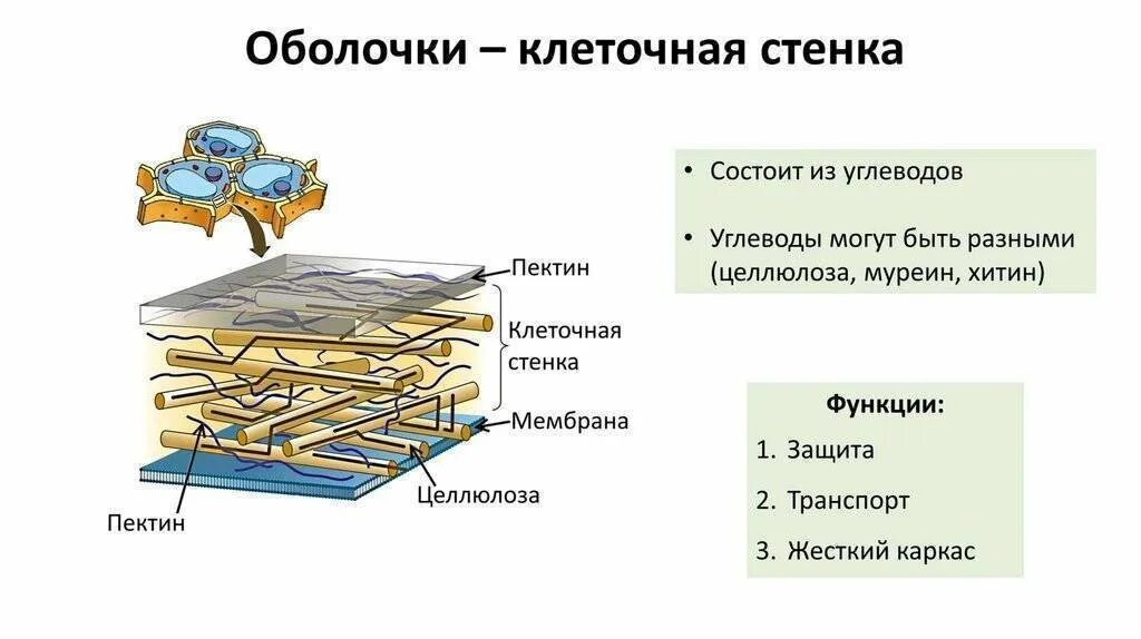 Из чего состоит стенка клетки. Клеточная стенка растительной клетки. Строение клеточной стенки клетки грибов. Целлюлозная клеточная стенка растительной клетки. Строение клеточной стенки растительной клетки.