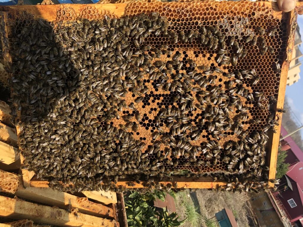 Пчелы после зимовки что делать. Пчелиное гнездо на пасеке. Выставка пчел весной. Улочка пчел. Пчеловодства весен развития.
