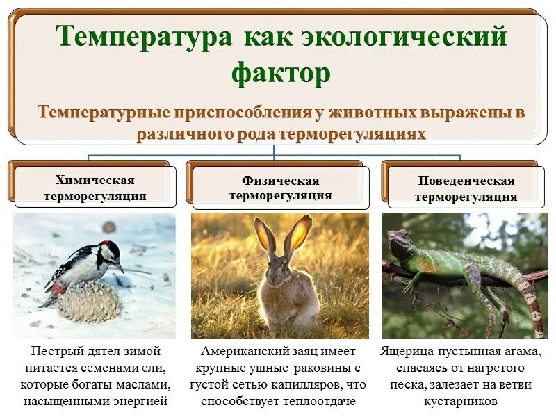 Приспособления животных к добыванию пищи. Приспособленность животных к условиям среды обитания. Примеры приспособления животных. Способы приспособления животных к среде обитания. Примеры приспособленности организмов к среде обитания.