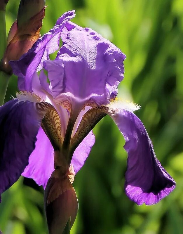 ирис бородатый заря валдая. ирис портал. ирис (растение). ирис sidekick. ирис германский edith wolford.