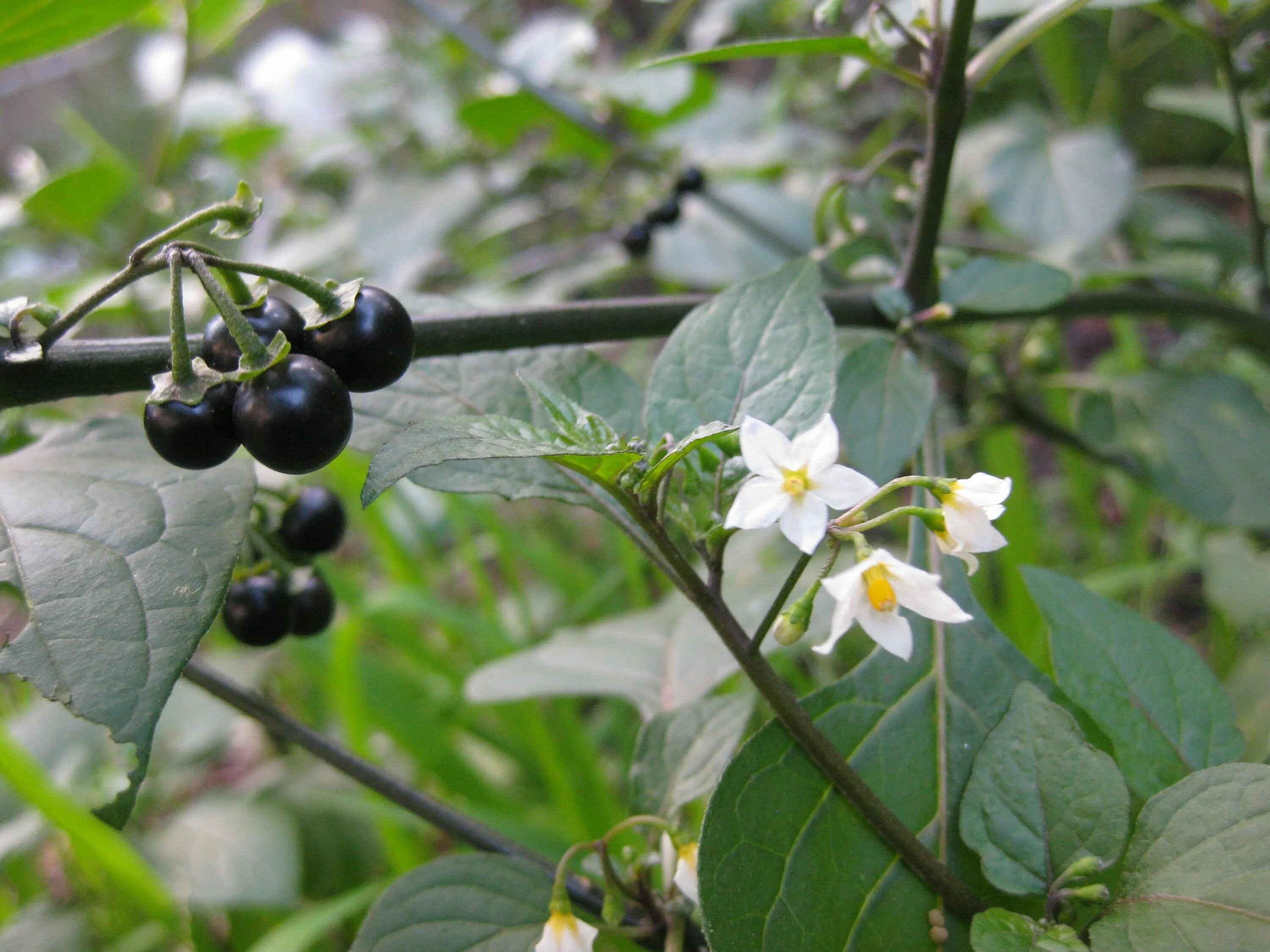 Паслен санберри. Паслен черный санберри. Паслен черный (Solanum nigrum). Паслен санберри куст.