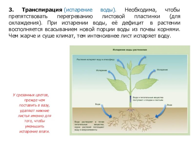 Какое значение имеет транспирация. Транспирация испарение воды. испарение воды растениями транспирация. процесс транспирации у растений. процесс испарения воды листьями растений.