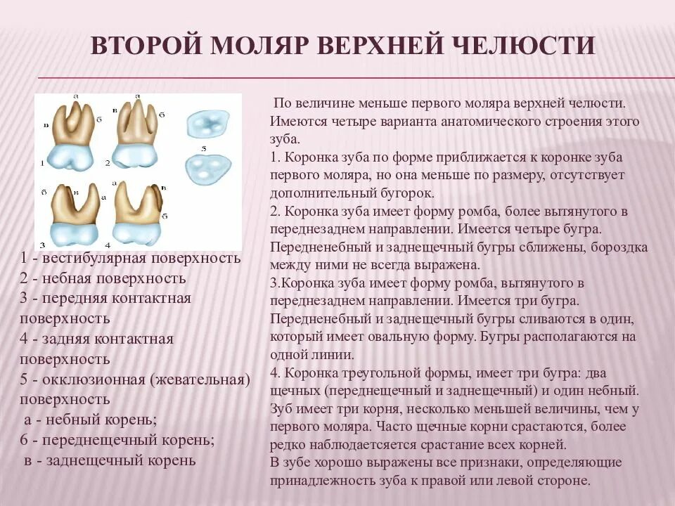 Маляр это какой зуб