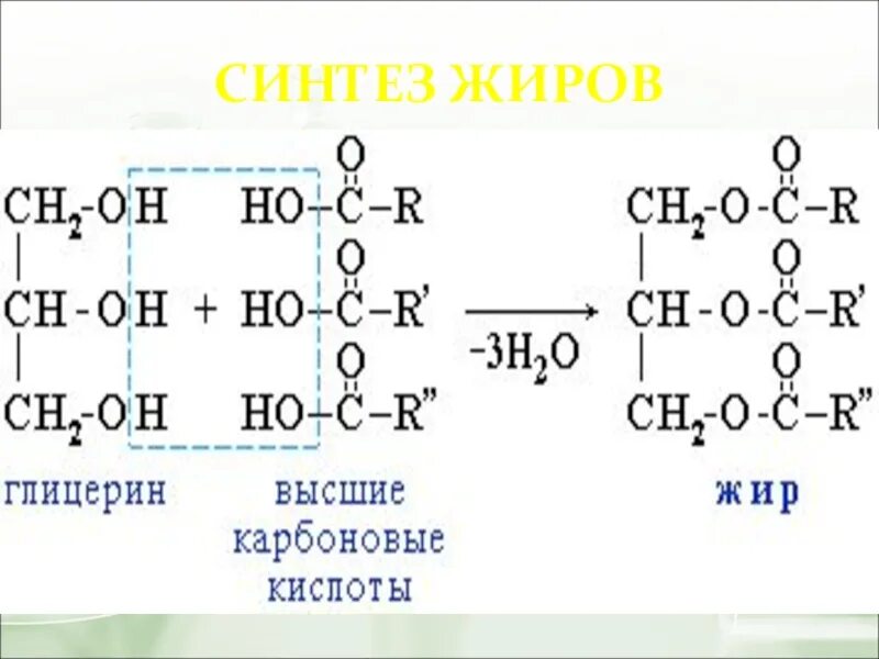 Место синтеза жиров. Синтез жиров. Синтезирование жиров. Синтез жира химия. Жир синтезировал.