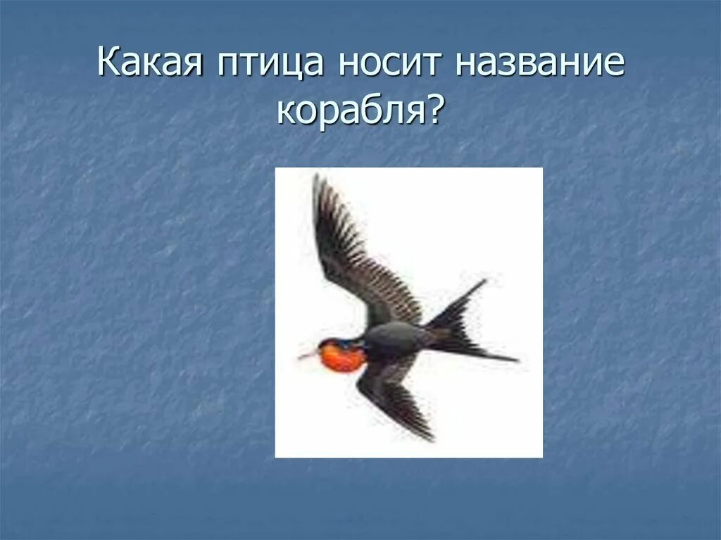 Птицы какое лицо. Какая птица носит название танца. Какая птица носит название насекомого. Какая птица носит название каши. Какая птица носит название танца загадка.