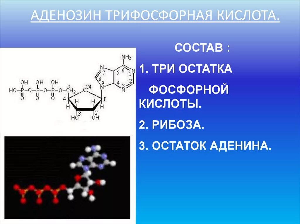 Нуклеотид атф. Аденозинтрифосфат структурная формула. Фосфорная ортофосфорная кислота формула. Трех остатков фосфорной кислоты. Схема структуры молекулы атф.