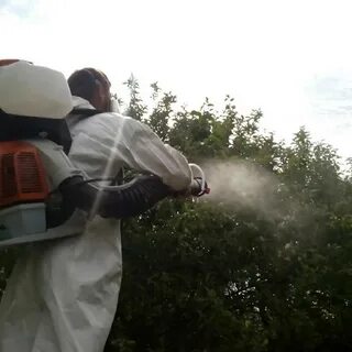 Опрыскивание яблони