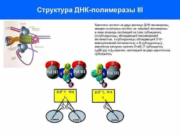 Схема процесса днк полимераза Органические вещества клетки: нуклеиновые кислоты. ЕГЭ