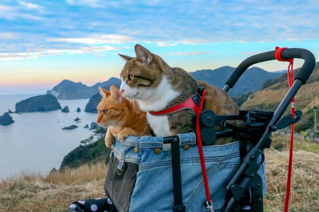 Путешествие какого года. Кот путешественник. Коты путешественники. Котенок путешественник. Путешествие с кошкой.