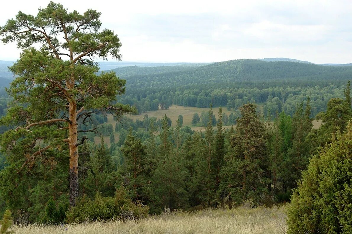 Лесного фонда башкортостан