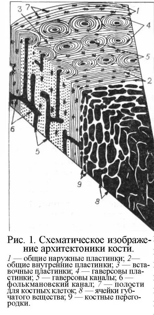 Куда плотный. Пластинчатая костная ткань наружные пластинки. Пластинчатая костная ткань наружные и внутренние пластинки. Внутренние Общие пластинки. Гаверсов канал.
