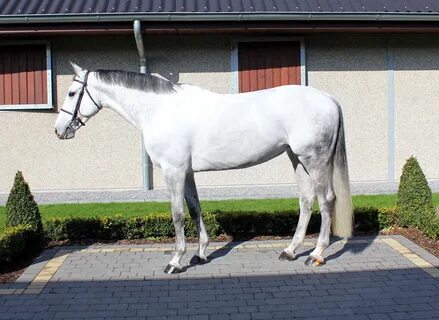 Horse sale