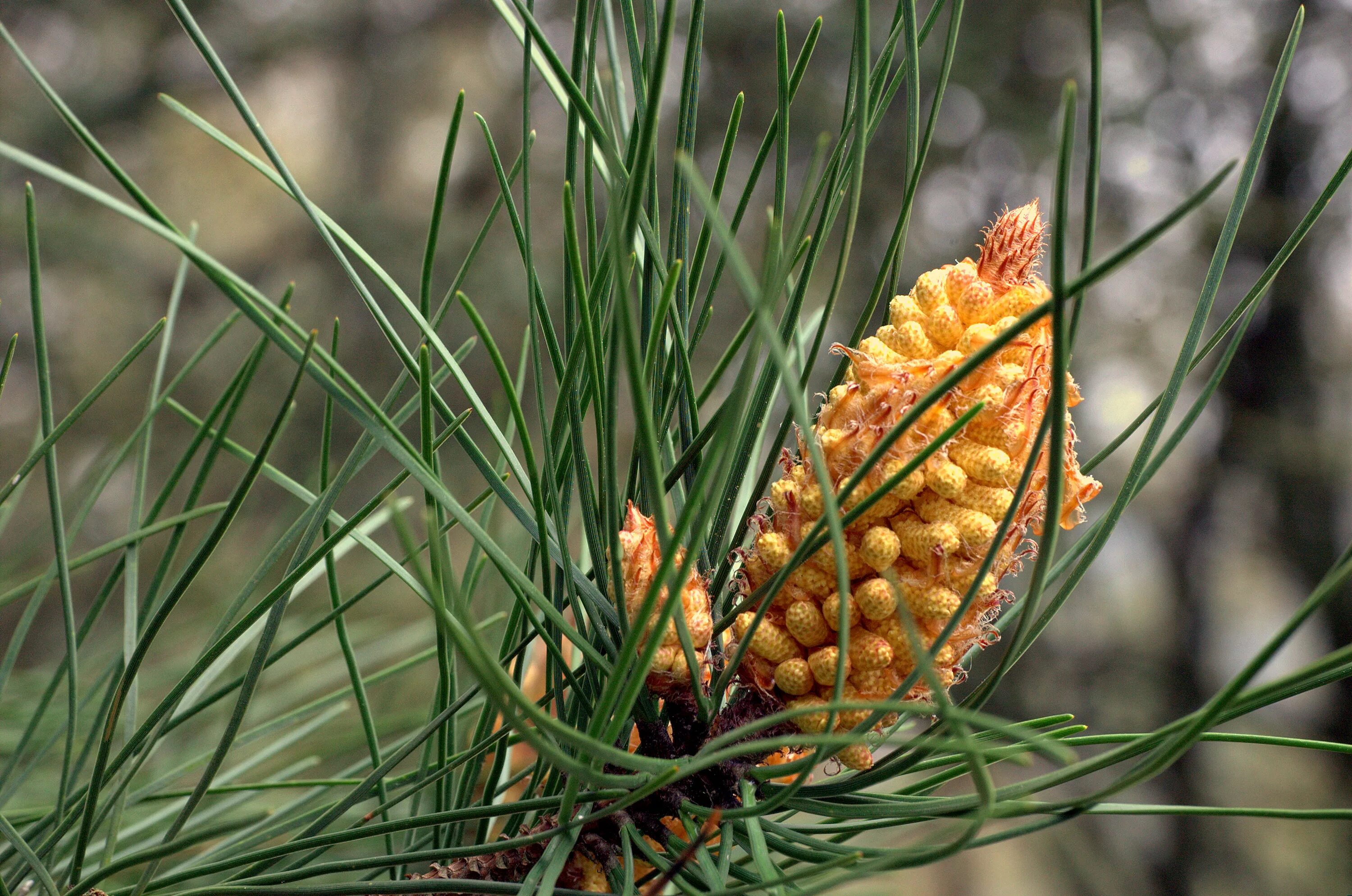 Мужская шишка. Сосна Приморская шишка. Королевский Пинус. Pinus pinaster кора. Мужские шишки сосны обыкновенной.