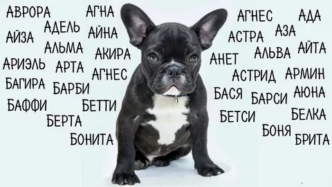 Старая кличка собаки