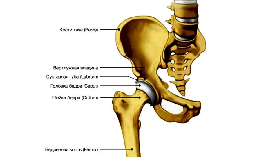 Вертлужная впадина тазобедренного сустава анатомия. Вертлужная кость тазобедренного сустава. Анатомия тазобедренного сустава человека вертлужная. Тазовая кость вертлужная впадина.