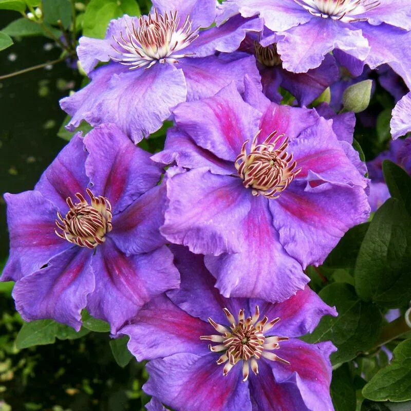 ✅ Clematis Ashva: variety description and pruning group, planting and care rules