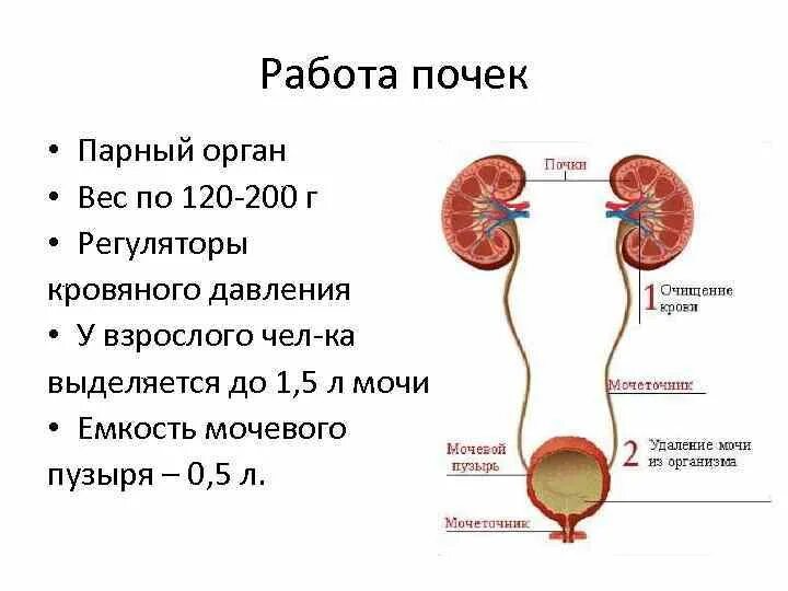 Выделение мочи какой орган. Принцип работы почек. Работа почек в организме человека схема. Принцип работы почек у человека. Как работают почки у человека.