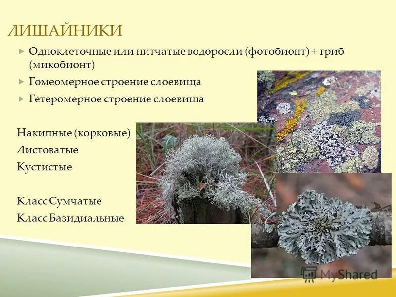 Микобионт это
