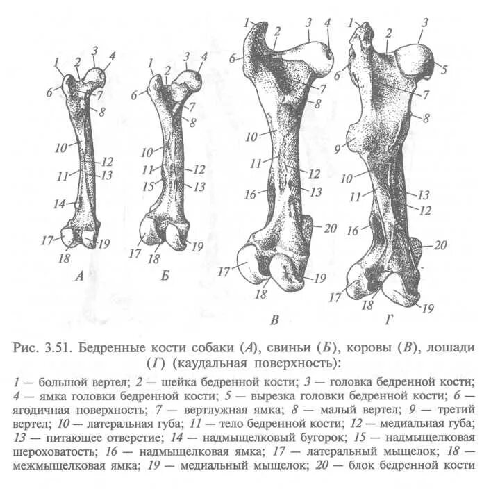 Бедренная кость лошади анатомия. Бедренная кость собаки анатомия. Строение бедренной кости коровы. Плечевая кость коровы строение.