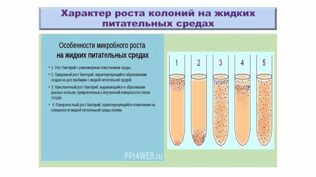 Бактерии в жидкой среде. Характер роста на жидких питательных средах. Рост бактерий на жидких питательных средах. Рост микроорганизмов на жидких питательных средах. Рост бактерий в жидких питательных средах изучают.