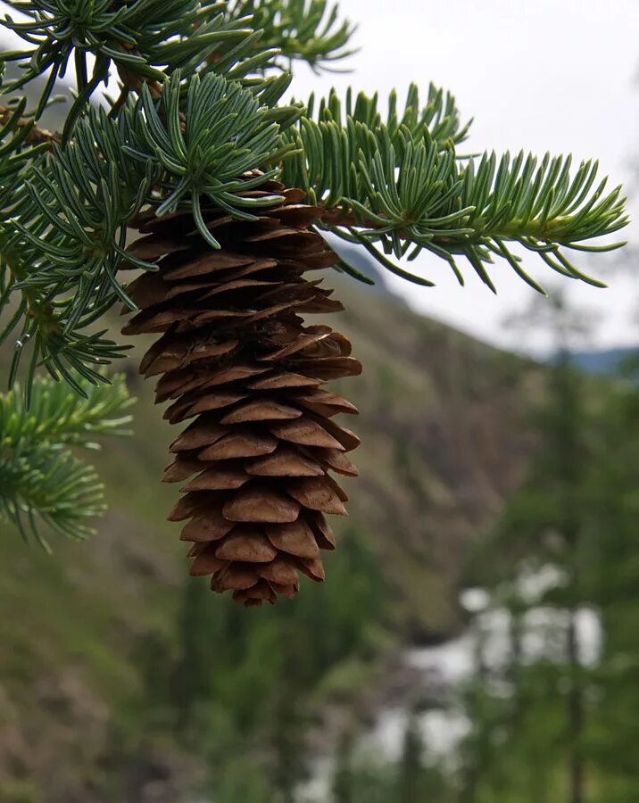 Шишки ели сибирской. Ель Сибирская Picea obovata. Ель Сибирская (Picea obovata) макростробил. Picea obovata шишки. Ель Сибирская Семинская.