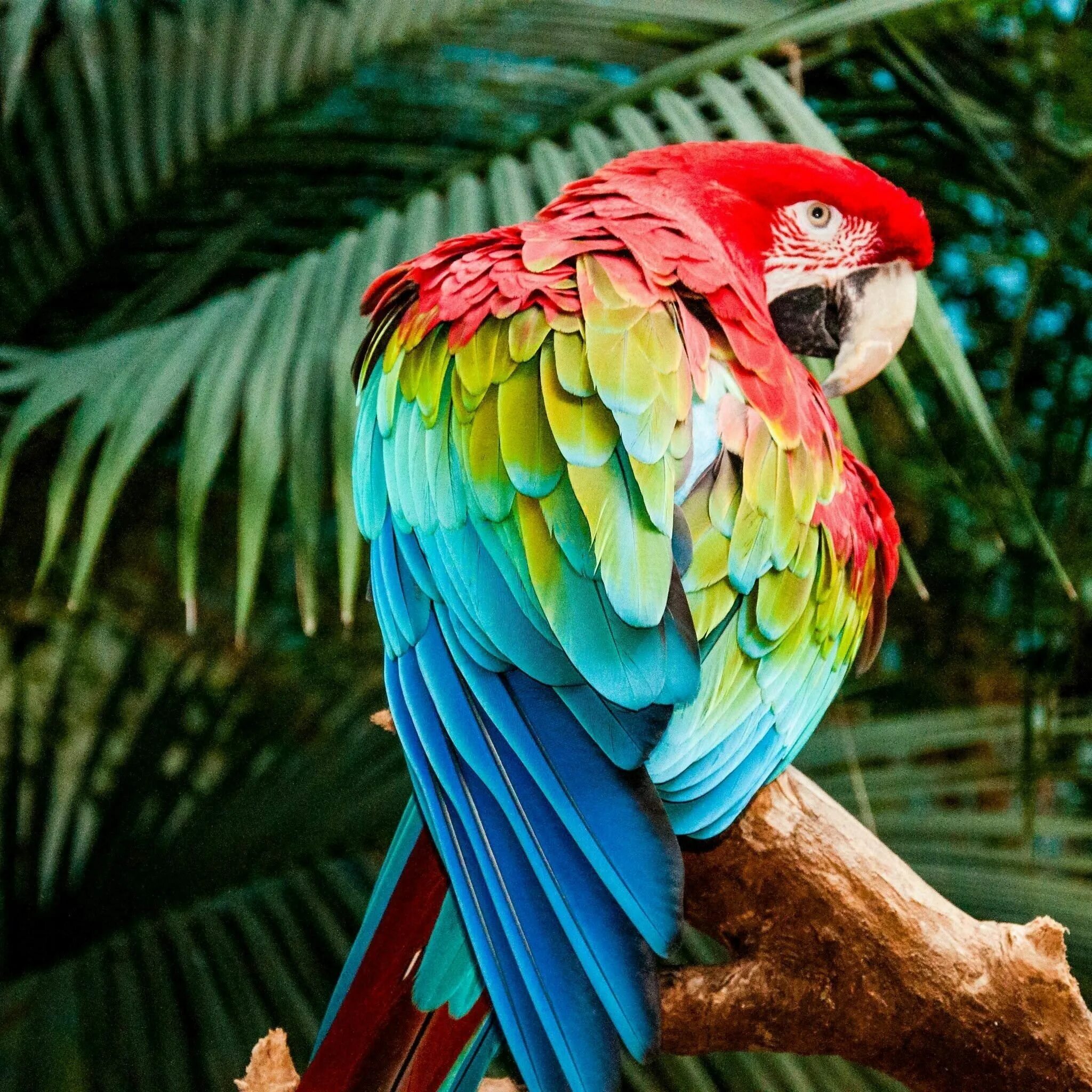 Кто такой попугай. Мартиникский ара. Таитянский длиннохвостый попугай. Попугай ара. Разноцветный попугай.