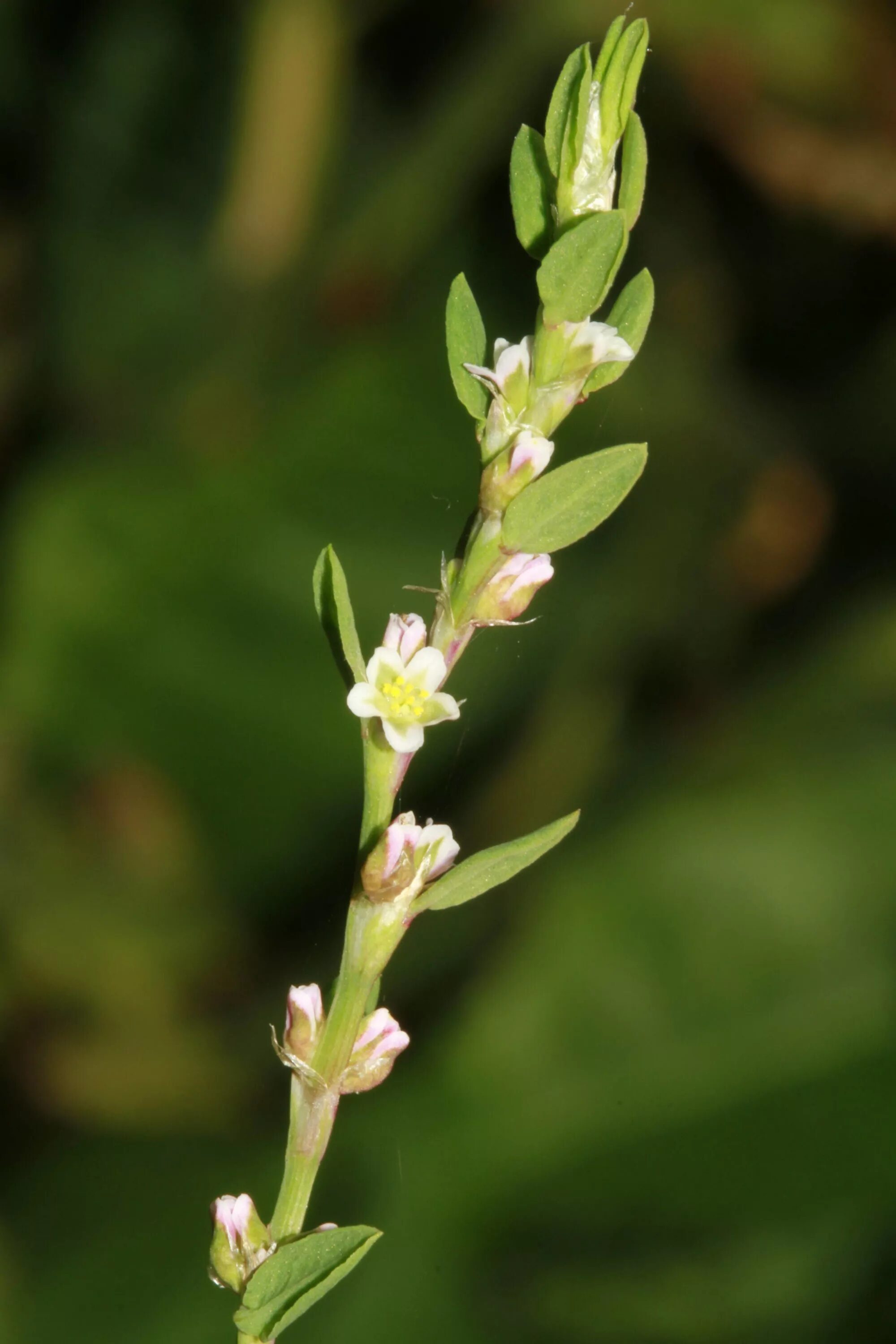 Горец птичий (Polygonum aviculare). Спорыш трава. Горец спорыш. Горец птичий (спорыш) (Polygonum aviculare). Спориш